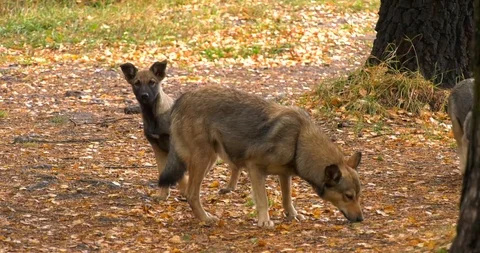 Stray dog with puppies Stock Footage 102202638