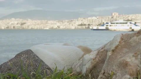 Stray Dog Puppy Stock Footage 150474033