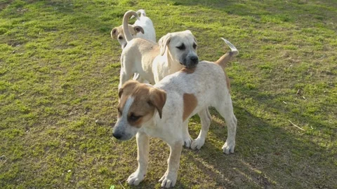 Stray Dog Puppys Stock Footage 150469009