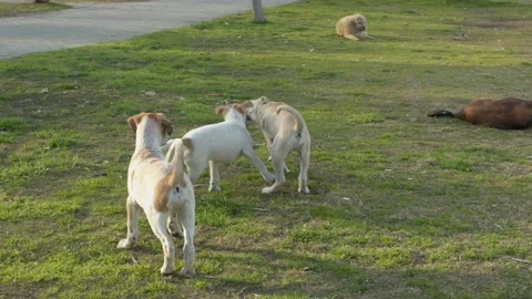 Stray Dog Puppys  Stock Footage 150472308