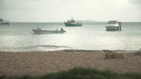 Stray Dog Relaxes On Beach Stock Footage 90365280