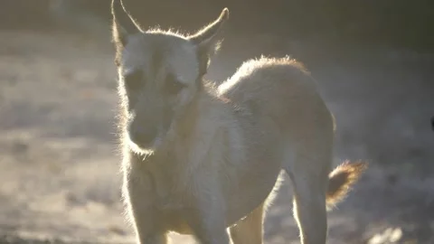 A stray dog ​​residing in a human community 스톡 동영상 151028178