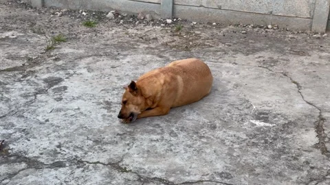 Stray Dog Resting on Concrete Ground in Urban Outdoor Setting Stock Footage 346839282