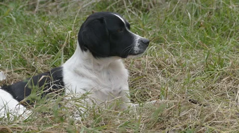 Stray dog resting in the grass Stock Footage 55531199