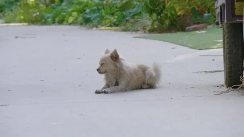 Stray dog resting on the ground Stock Footage 221457581