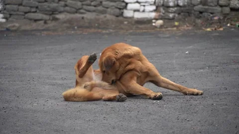 Stray Dog Resting on Mountain Road in Himachal Stock Footage 316892248