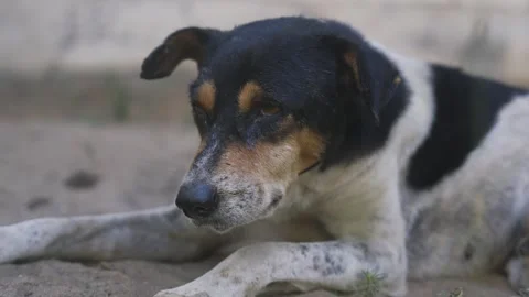Stray Dog Resting on Sandy Ground Sri Lanka 스톡 동영상 331374855