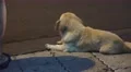 Stray Dog Resting On Sidewalk At Night Chengdi China 4k or 4k+ Resolution