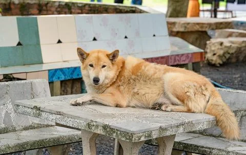 Stray Dog Resting on a Stone Table at a Thai Temple Stock Photos
