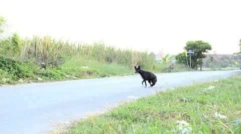 Stray Dog on a Road Stock Footage 8988376