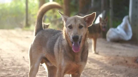 Stray dog on the road Stock Footage 151028268