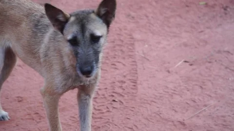 Stray dog on the road Stock Footage 151028364
