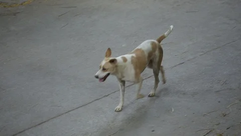 Stray-dog-roaming-in-the-street Stock Footage 128941586
