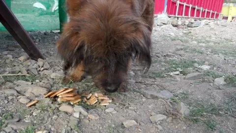 A stray dog savoring biscuits, a thoughtful meal from caring locals. Genuin.. 스톡 동영상 260686526