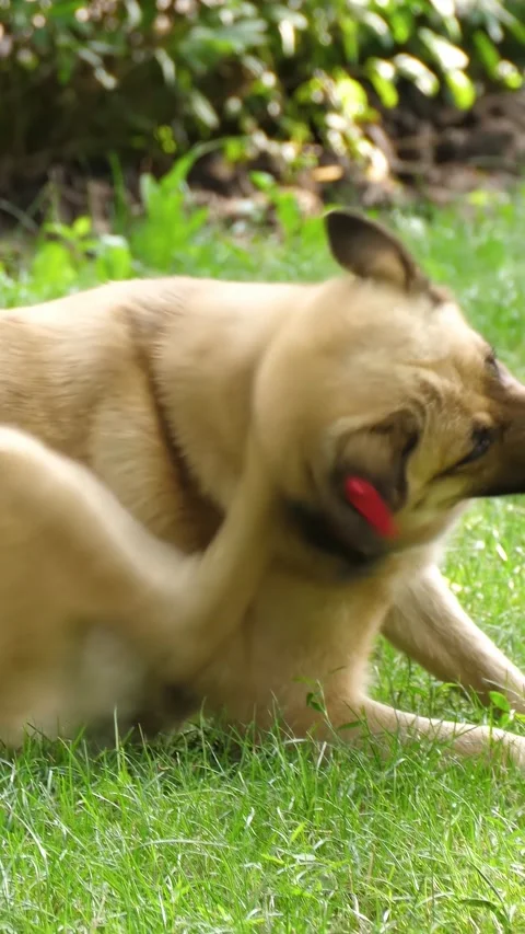 Stray dog scratches neck while standing in sunny park. Ear identification tag Stock Footage 341866105