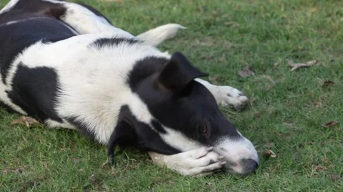 Stray Dog Scratching Itself on Roadside  Animal Behavior in Urban Environment Stock Footage 331145919