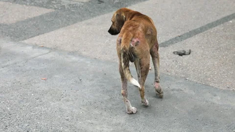 Stray Dog with Severe Sarcoptic Mange and Skin Lesions on Legs and Body Due to Video stock 311223366