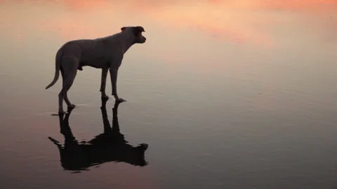 Stray dog on the shore during sunset. Wet seashore mirrors red clouds. Stock Footage 284564288