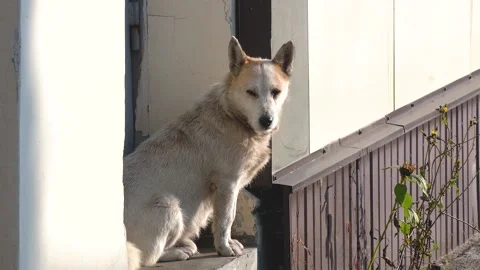 A stray dog sits on the threshold of the house and scowls in the sun Stock Footage 221678212