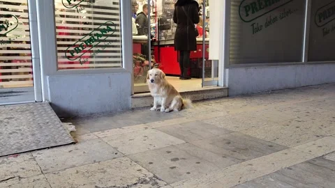Stray Dog Sitting at Automatic Sliding Glass Doors of Supermarket Serbia Stock Footage 322018595