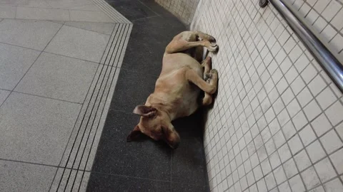 Stray dog ​​sleeping on the floor at the subway exit. Stock Footage 234011753