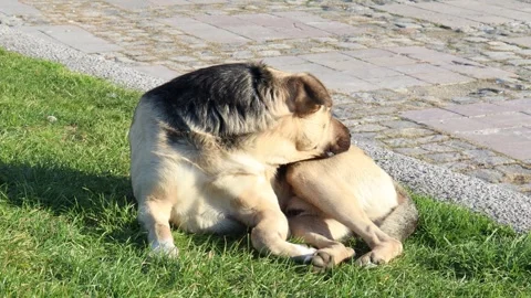 Stray Dog Sleeping on the Grass Stock Footage 322944623