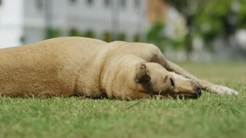Stray Dog Sleeping on a Lawn, White Fence Garden, Side Profile Shot Vídeo Stock 340623873