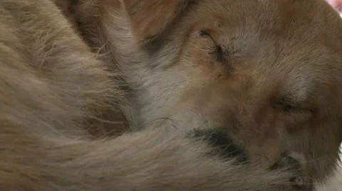 Stray dog sleeping peacefully Video stock 10829596