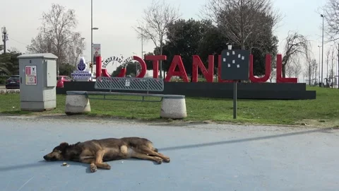 Stray dog sleeping peacefully in front of a giant red ISTANBUL sign Stock-Footage 342392236