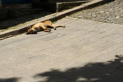 Stray dog sleeping Stock-Fotos