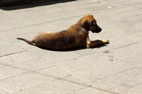 Stray dog sleeping Foto stock