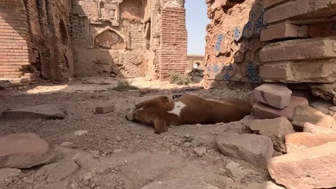 Stray Dog Sleeping in Ruins of Ancient Desert Fort Abandoned Animal Resting Stock Footage 347019767