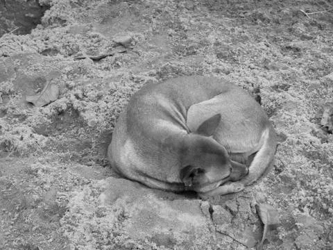 STRAY DOG SLEEPING ON SAND Stock Photos
