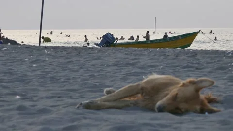 Stray dog sleeping on sandy beach; swimmers and yellow boat at dusk Stock Footage 320744798