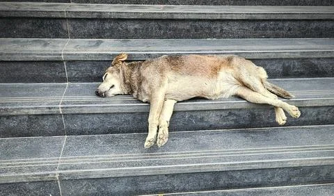 Stray dog sleeping on stone steps in Bangalore India street scene Stock Photos
