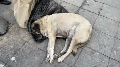 Stray dog sleeps during a cold day in Istanbul, Turkey 4K Stock Footage 166164514