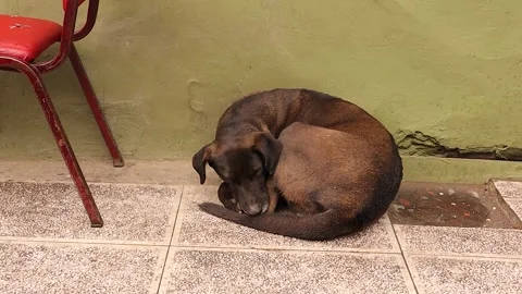 Stray dog ​​sleeps in front of a cafe without being disturbed. Stock Footage 283070470