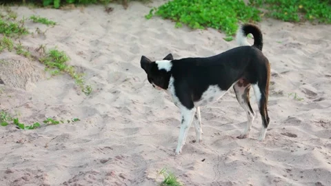 Stray dog in Sri Lanka Vídeo Stock 174907522