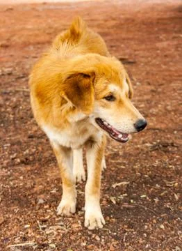 Stray dog stand on ground Stock Photos