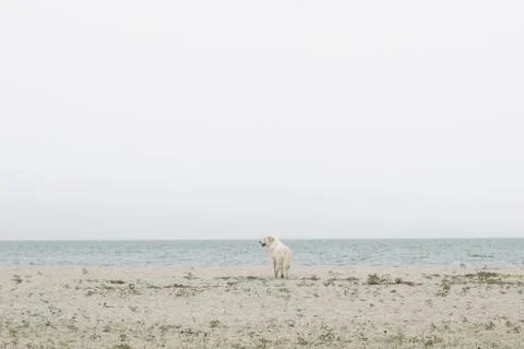Stray dog standing in an empty beach on overcast day Stock Photos