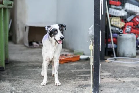 The stray dog is standing at the garbage dump. Stock Photos