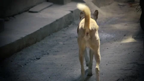 Stray Dog Standing on Street During Rain Видео 320363102