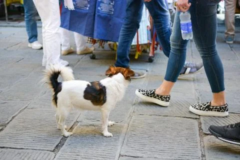 A stray dog stands motionless while tourists pass by in Vernazza Italy Stock Photos