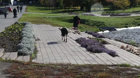 A stray dog on the street Stock Footage