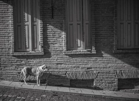 Stray dog in street Stock Photos