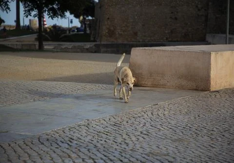 Stray dog at sunset Foto stock