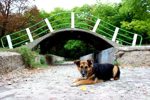Stray dog under the bridge Stock Photos