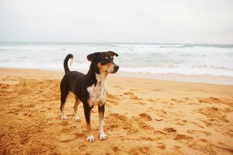 Stray dog is waiting on the beach Foto stock