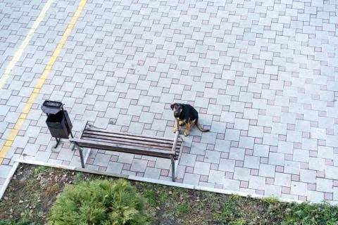 A stray dog ??is waiting while sitting on the sidewalk Foto stock