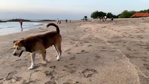 Stray dog walking in the beach looking for food Stock Footage 241141177